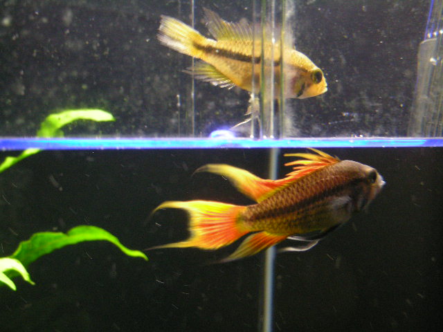 Apistogramma cacatuoides "orange flash"