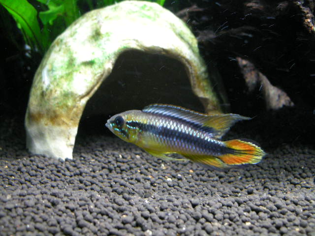 Apistogramma agassizii "red black"