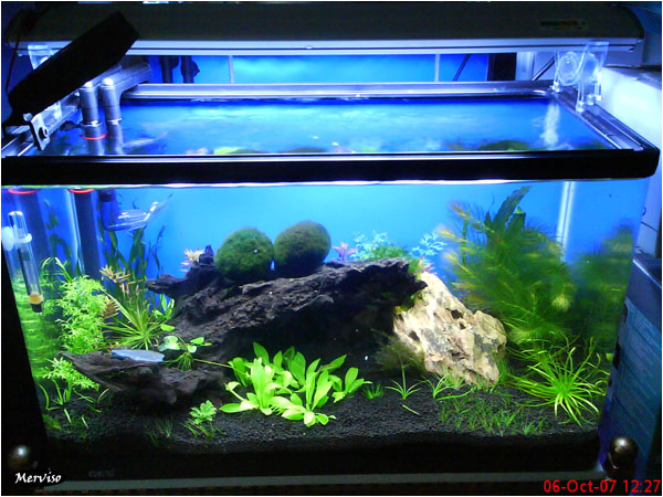 2ft Planted Community Tank - 03