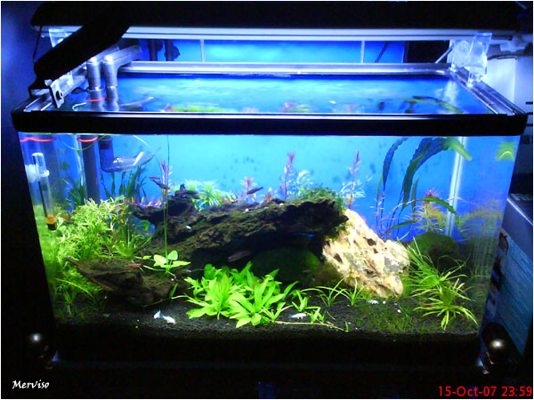 2ft Planted Community Tank -04