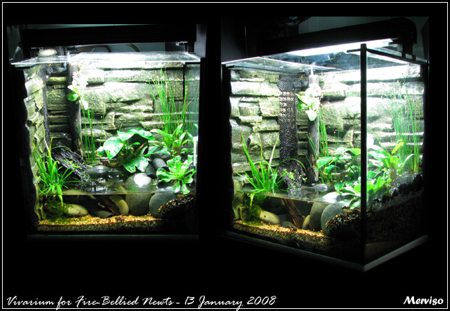 Vivarium - Fire-Bellied Newts