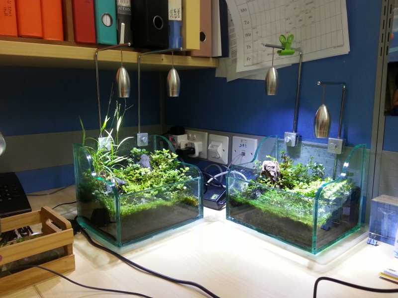 Office Desktop Garden