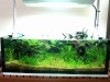 2 X 1 X 1 ft plant tank