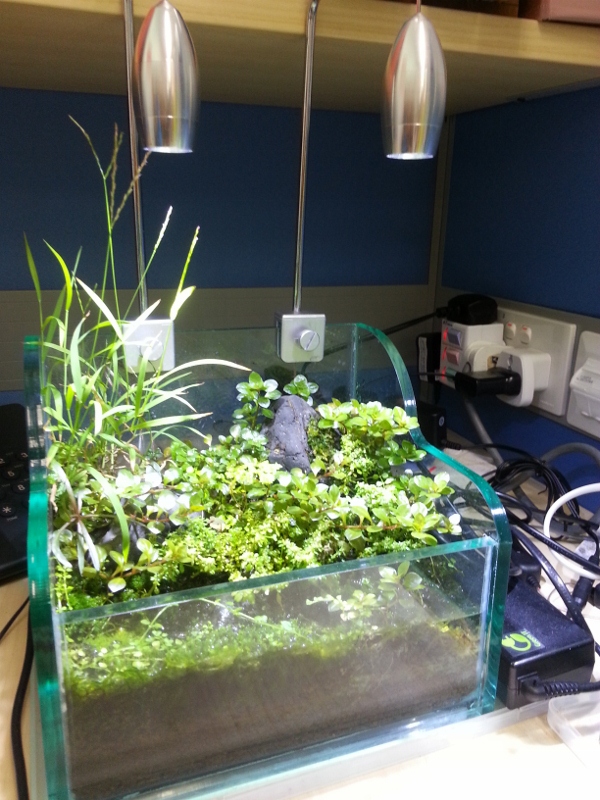 Office Desktop Garden