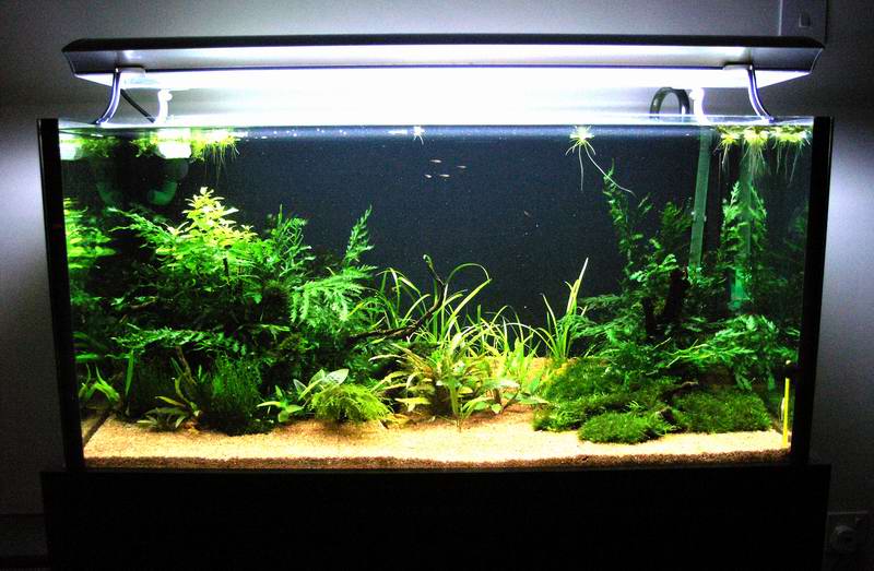 3 ft planted tank