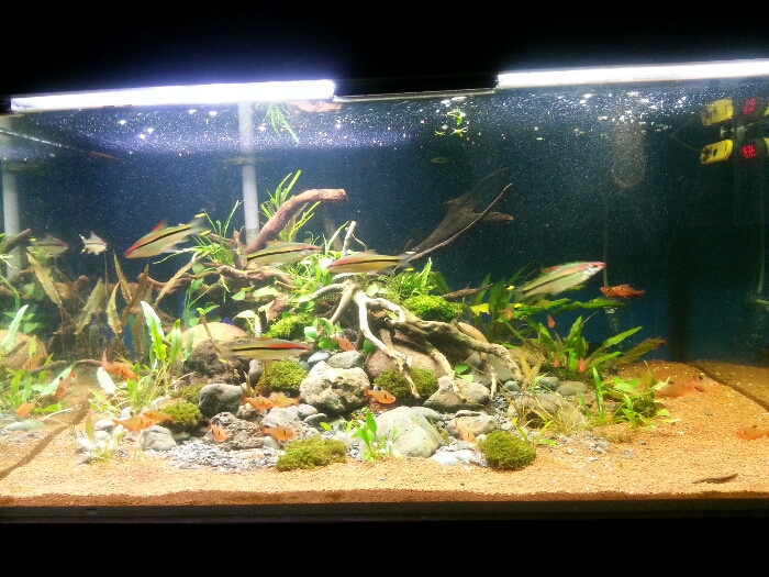 3 ft tank