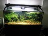 My new 5 ft tank