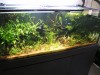 planted tank