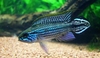 Apistogramma agassizii "tefe"