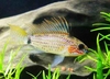 Apistogramma fresa