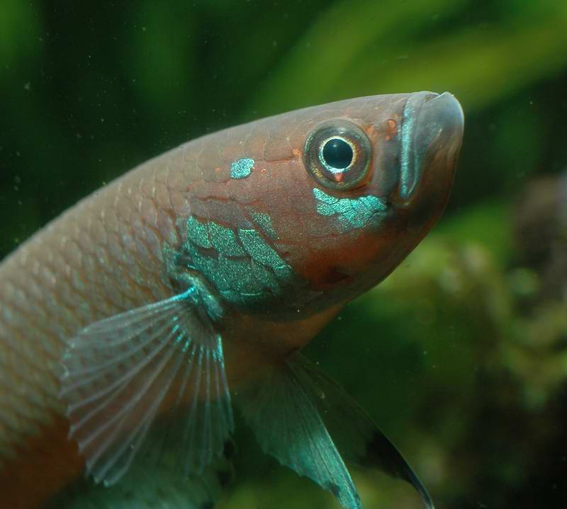 Betta pallifina