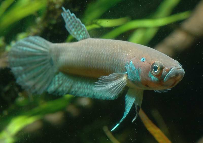 Betta pallifina