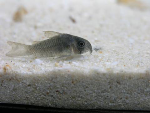 corydoras