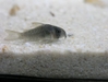 corydoras