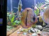 discus2