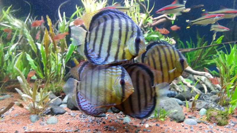 green discus