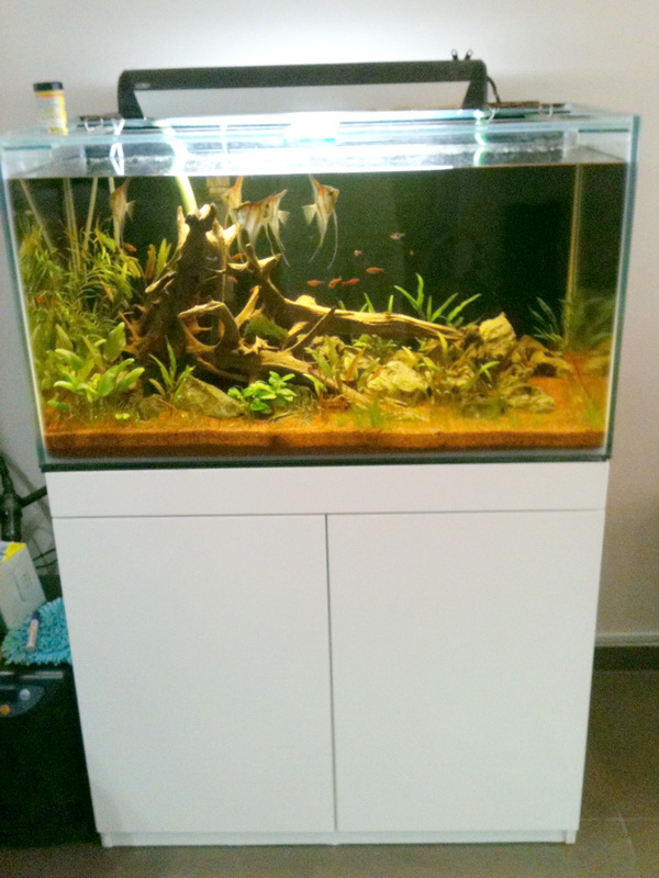3 ftx1.8ftx2ft(H)  white cabinet tank june 2011