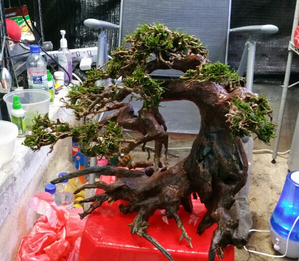 Bonsai Fessidens