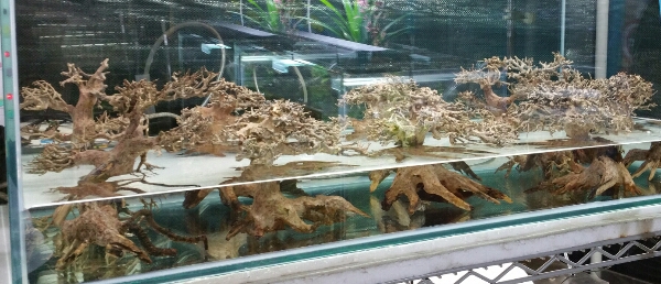 Bonsai driftwood ready for fessidens