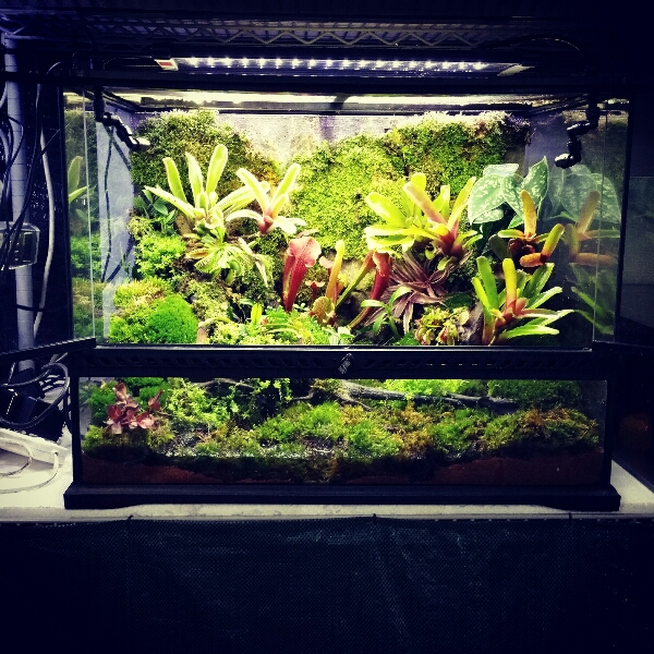Exo-terra Terrarium with mistking