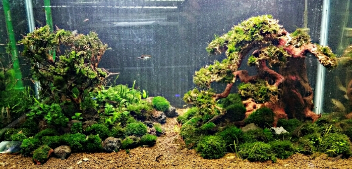 mini fessidens 3ft tank