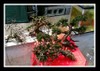 Fissidens on Bonsai driftwood