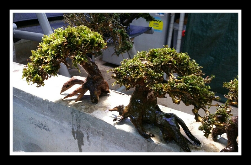 Fissidens on Bonsai driftwood