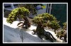 Fissidens on Bonsai driftwood