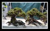 Fissidens on Bonsai driftwood