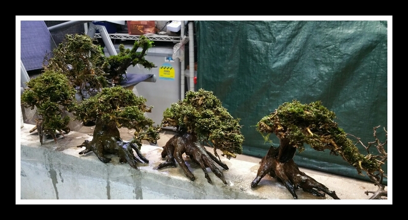 Fissidens on Bonsai driftwood