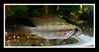 Apistogramma 'Super Red' megaptera