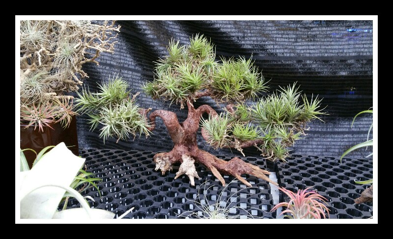 Bonsai driftwood