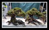 mini fissidens on bonsai wood