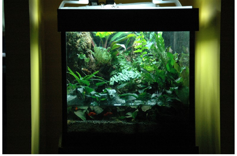 1.5 ft vivarium