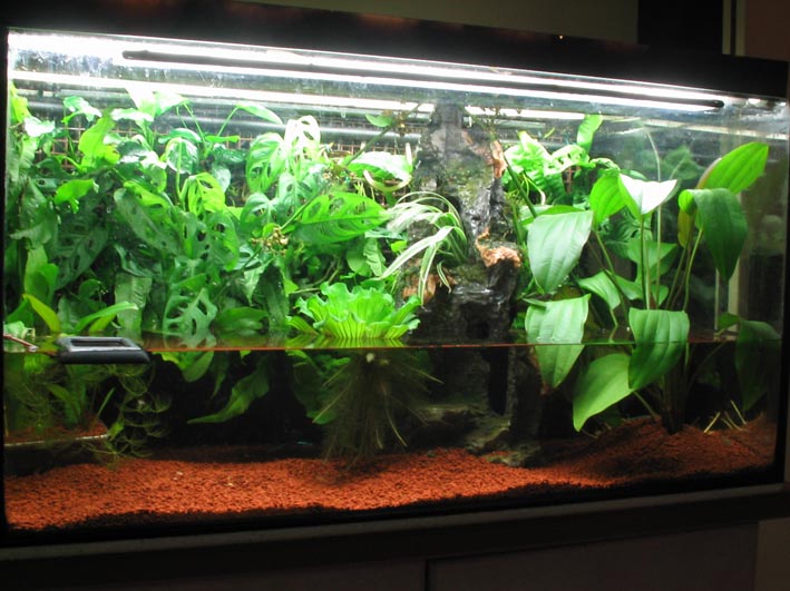 paludarium