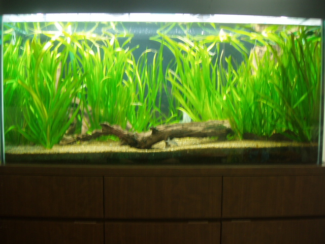 4ft Tank for Sale (Just the Tank)