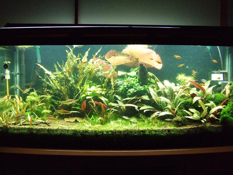 4ft Planted Tank 010409