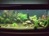 4ft planted Tank