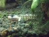 Goby