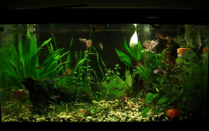 MY Amateur Budget Tank