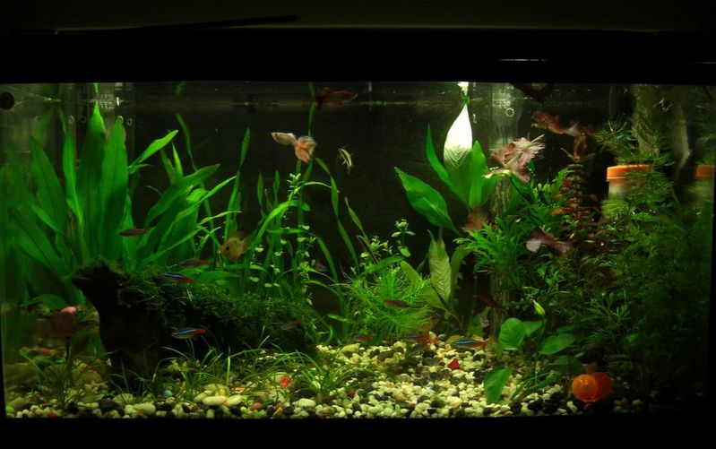 MY Amateur Budget Tank