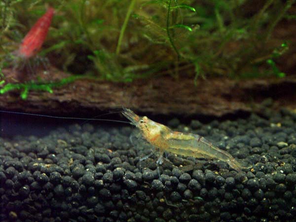 Orange Shrimp 0001