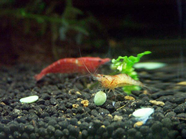 Orange Shrimp 002