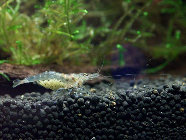 Pregnant Orange Shrimp