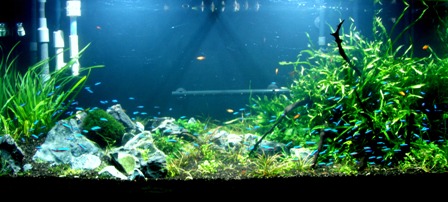 Rescape 4ft Tank