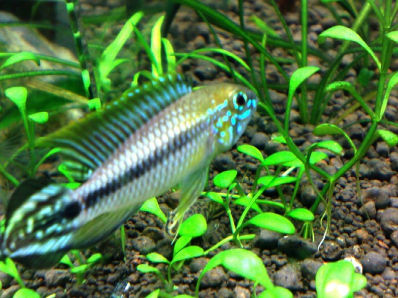 Male tefe