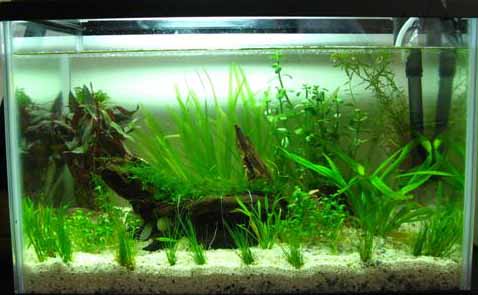 1.5 ft planted tank