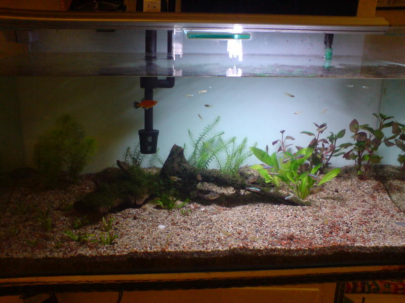 planted tank