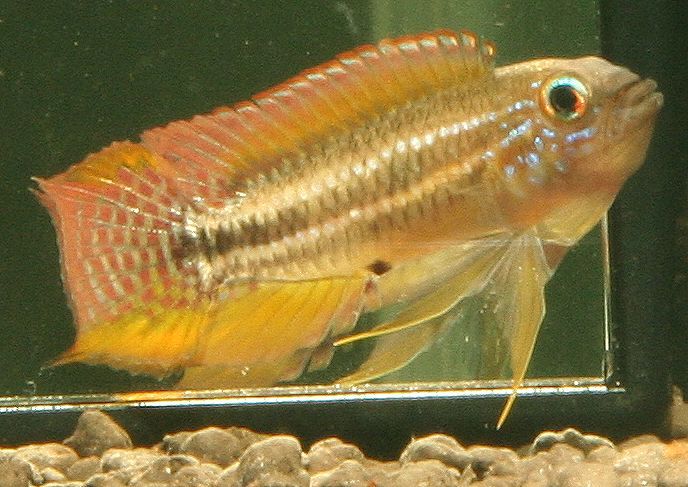 Apisto Paucisquamis 'Novo Iron'