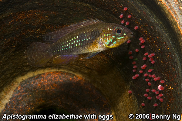 Apistogramma elizabethae